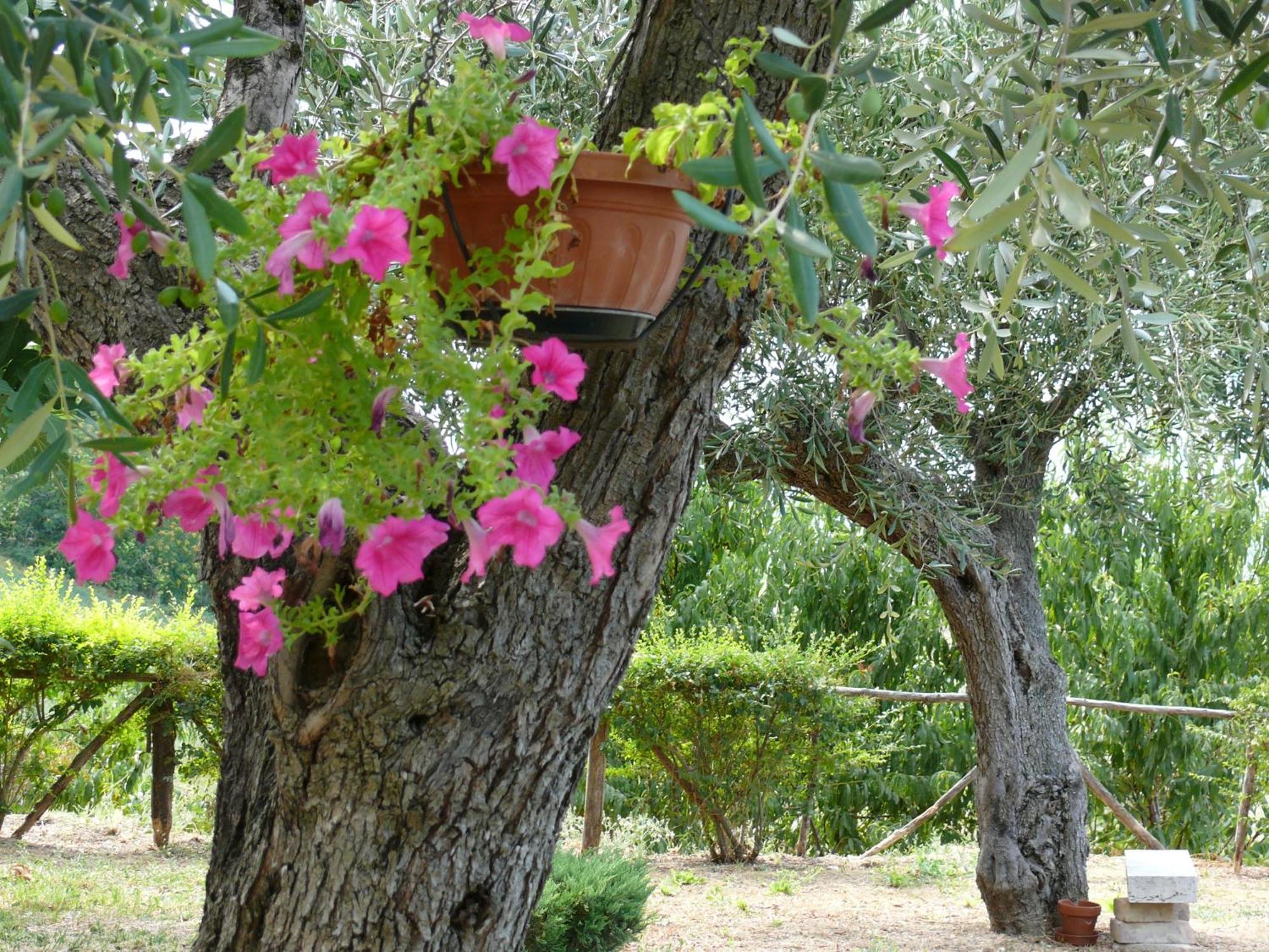 Bed&Breakfast Giardino Agritourist Controguerra エクステリア 写真
